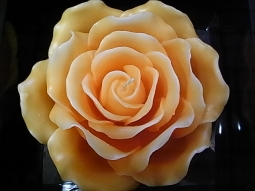 Rosenkerze im Geschenkkarton aprikot
