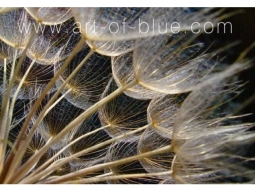 125 pusteblume Karte