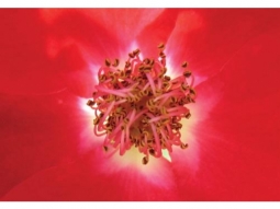 14 kletterrose max graf