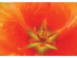 16 tulpe lambada