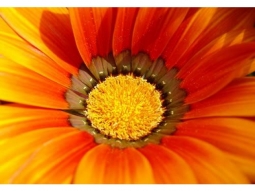 21 mittagsgold gazania
