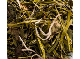 Bambus Dragonheart Superior 